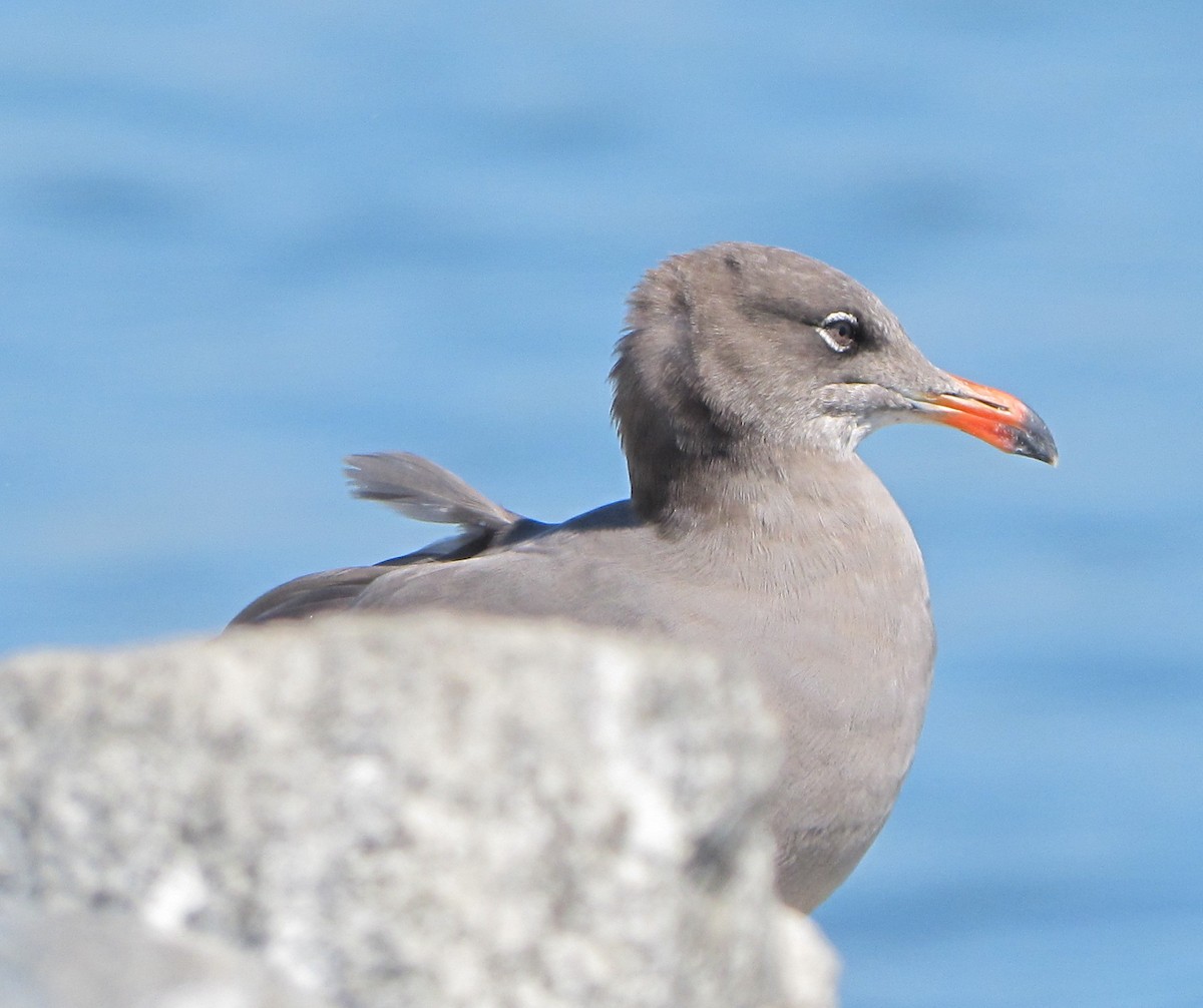 Heermann's Gull - Paul Fenwick