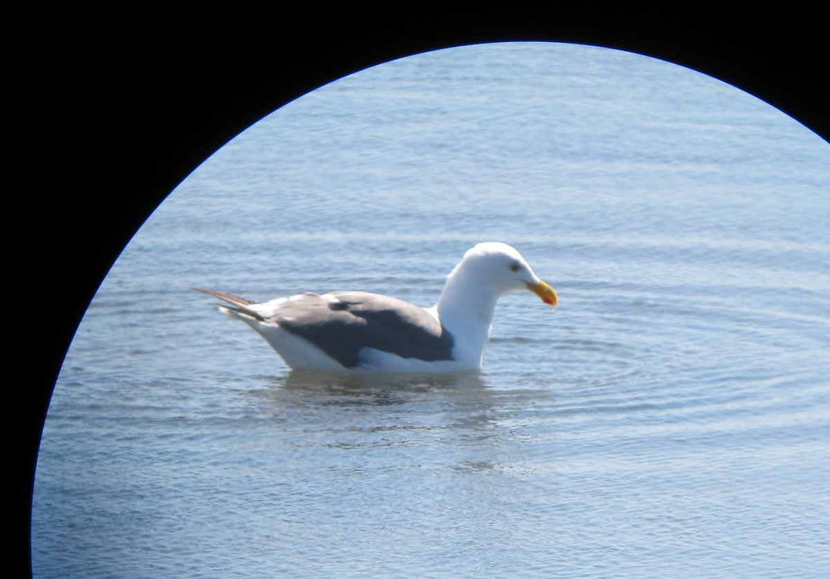 Goéland d'Audubon - ML37789561