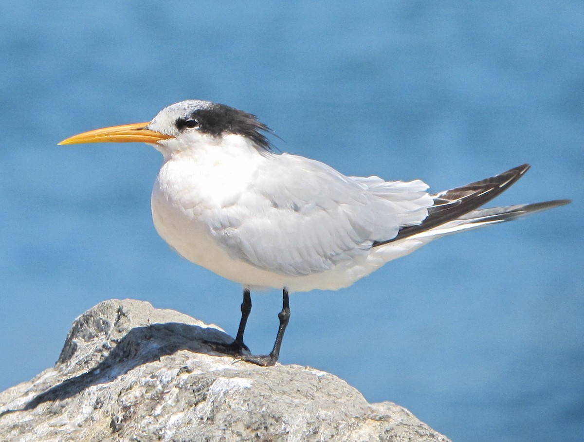 Elegant Tern - ML37789601