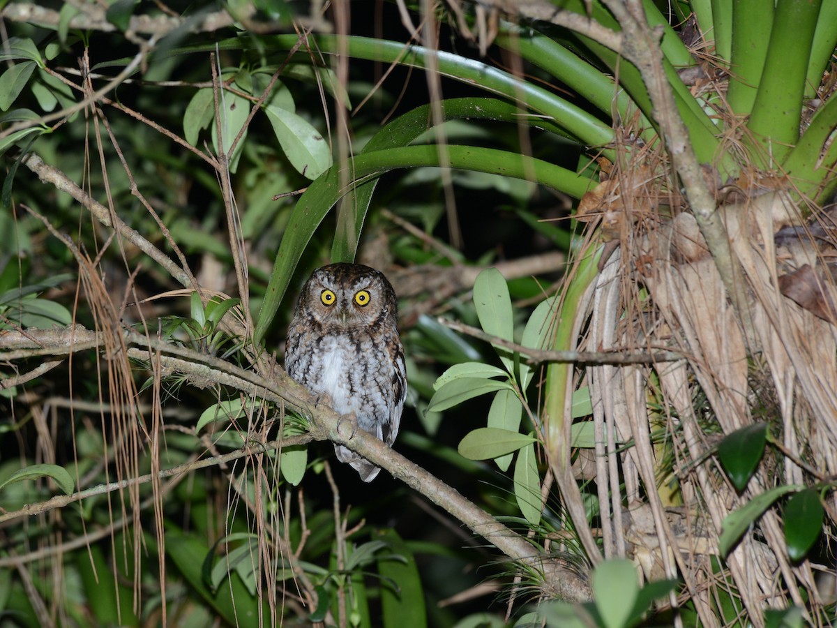 Bearded Screech-Owl - Alan Van Norman