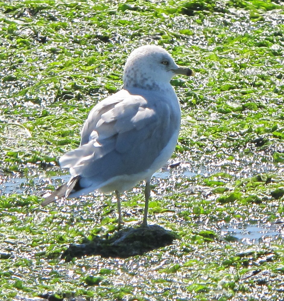 Ring-billed Gull - ML37789681