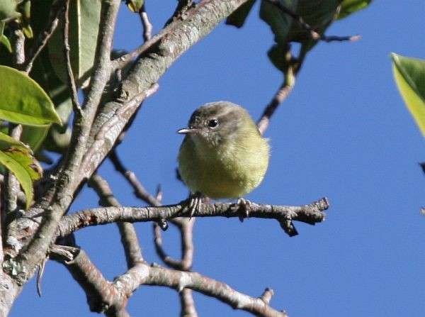 Timor Leaf Warbler (Flores) - ML377900171