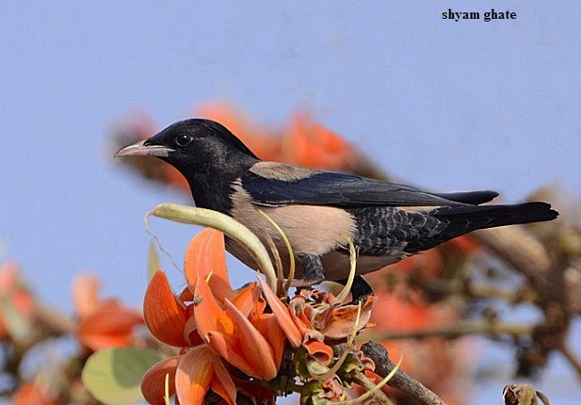 Rosy Starling - ML377900291