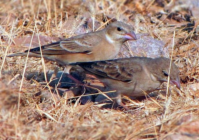 Pale Rockfinch - ML377900451