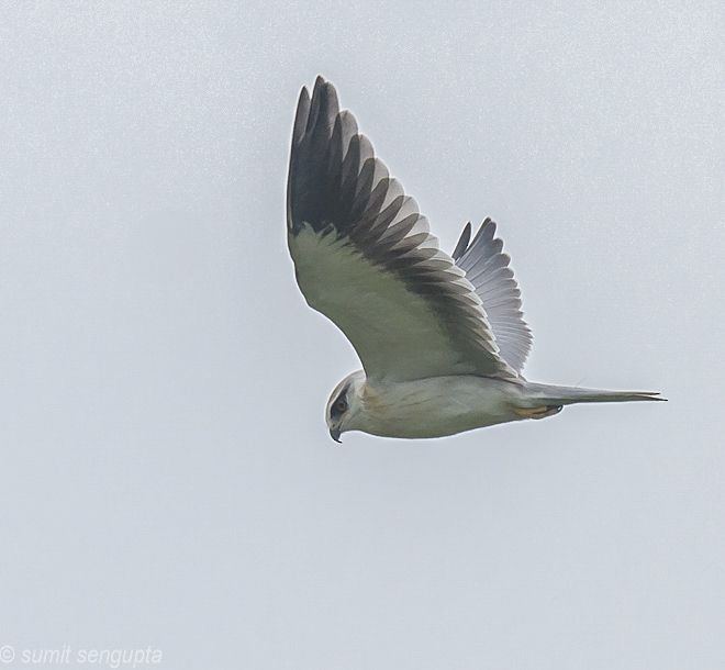 Black-winged Kite (Asian) - ML377901131