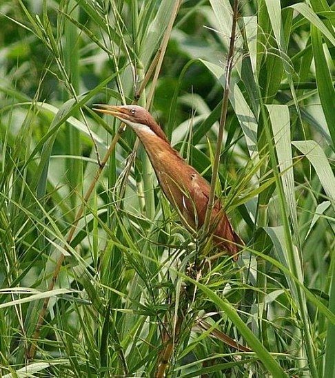 Cinnamon Bittern - ML377901161