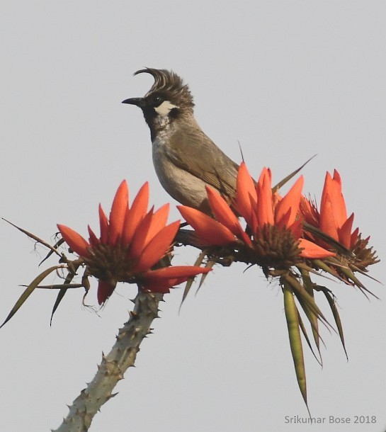 Himalayan Bulbul - ML377902011