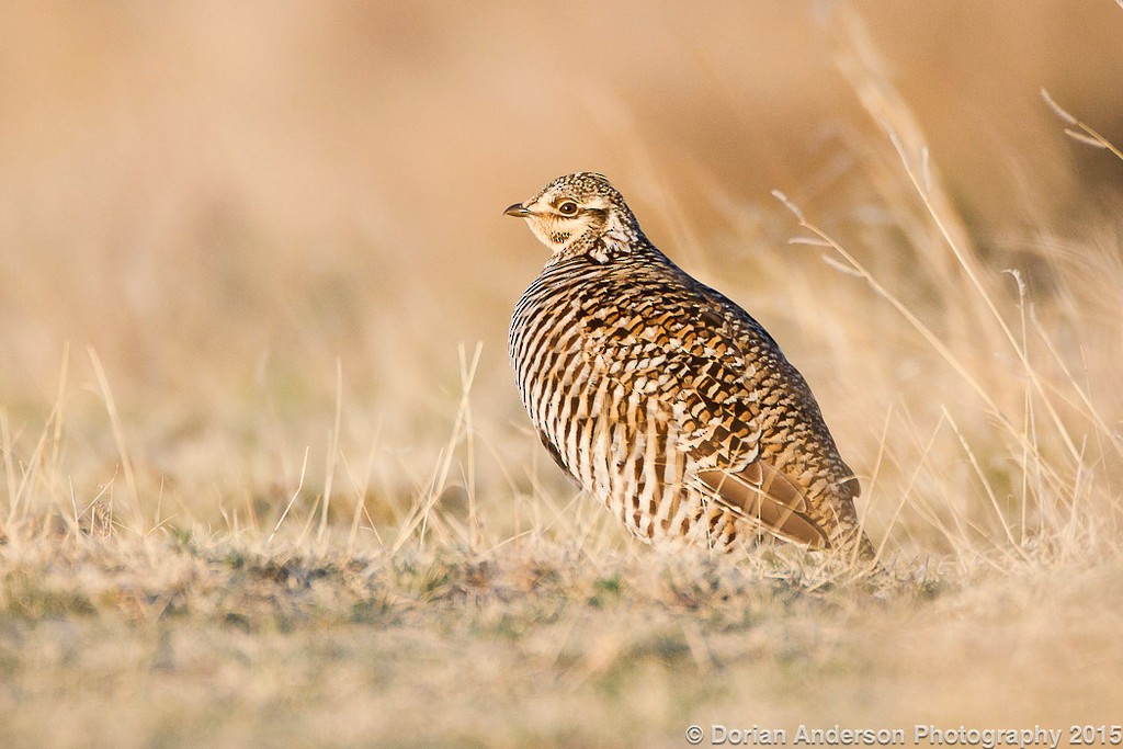 Greater Prairie-Chicken - Dorian Anderson