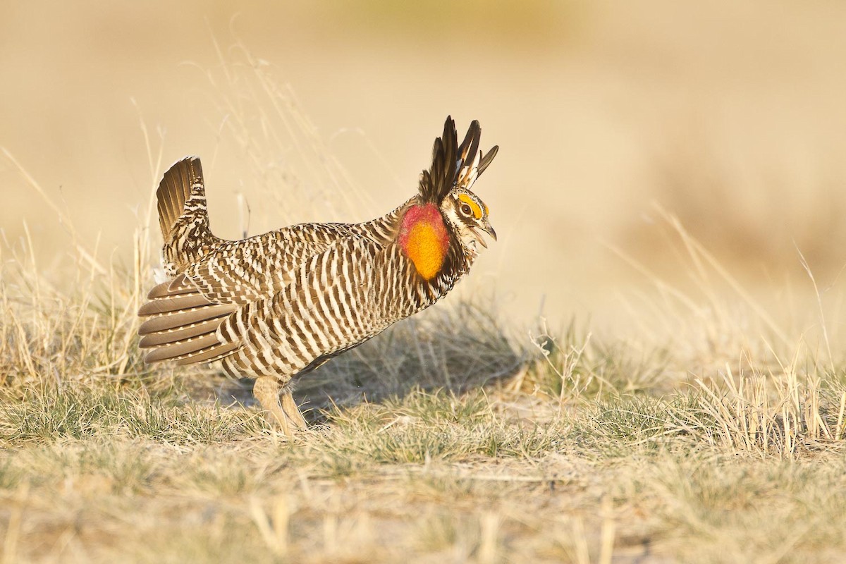 Greater Prairie-Chicken - Dorian Anderson