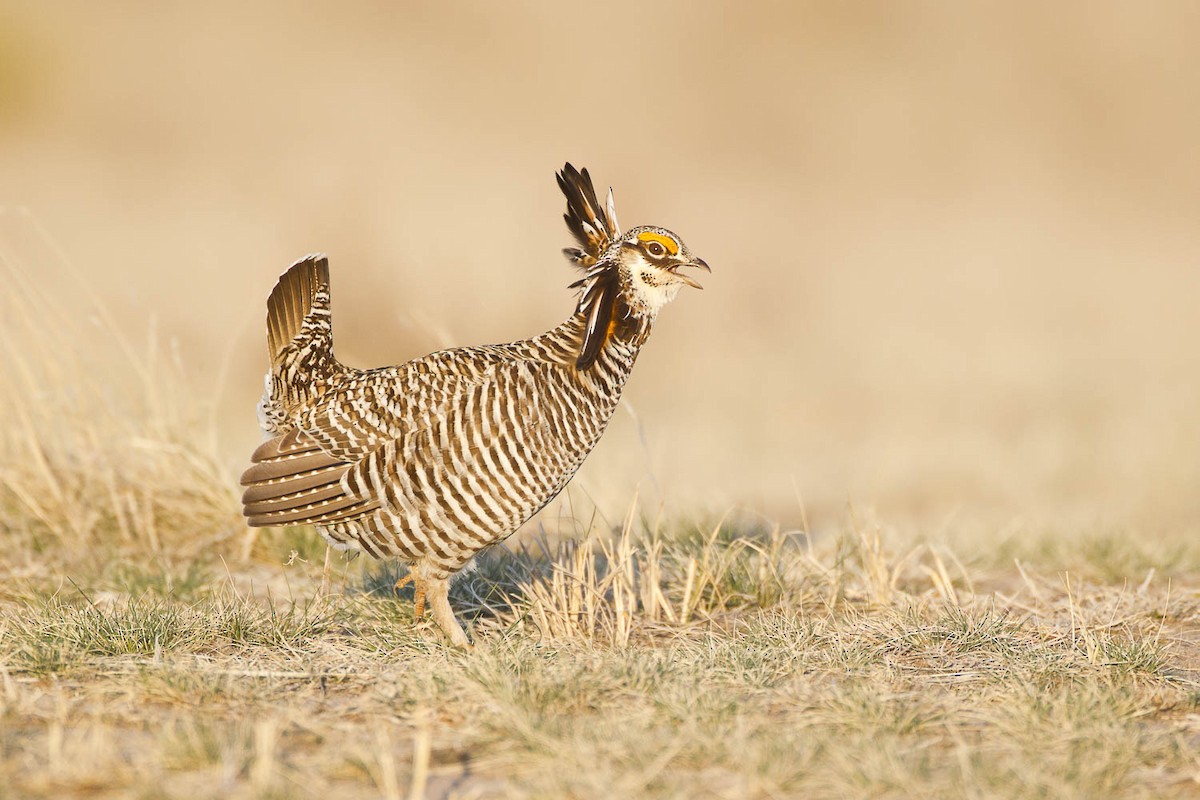 Greater Prairie-Chicken - Dorian Anderson