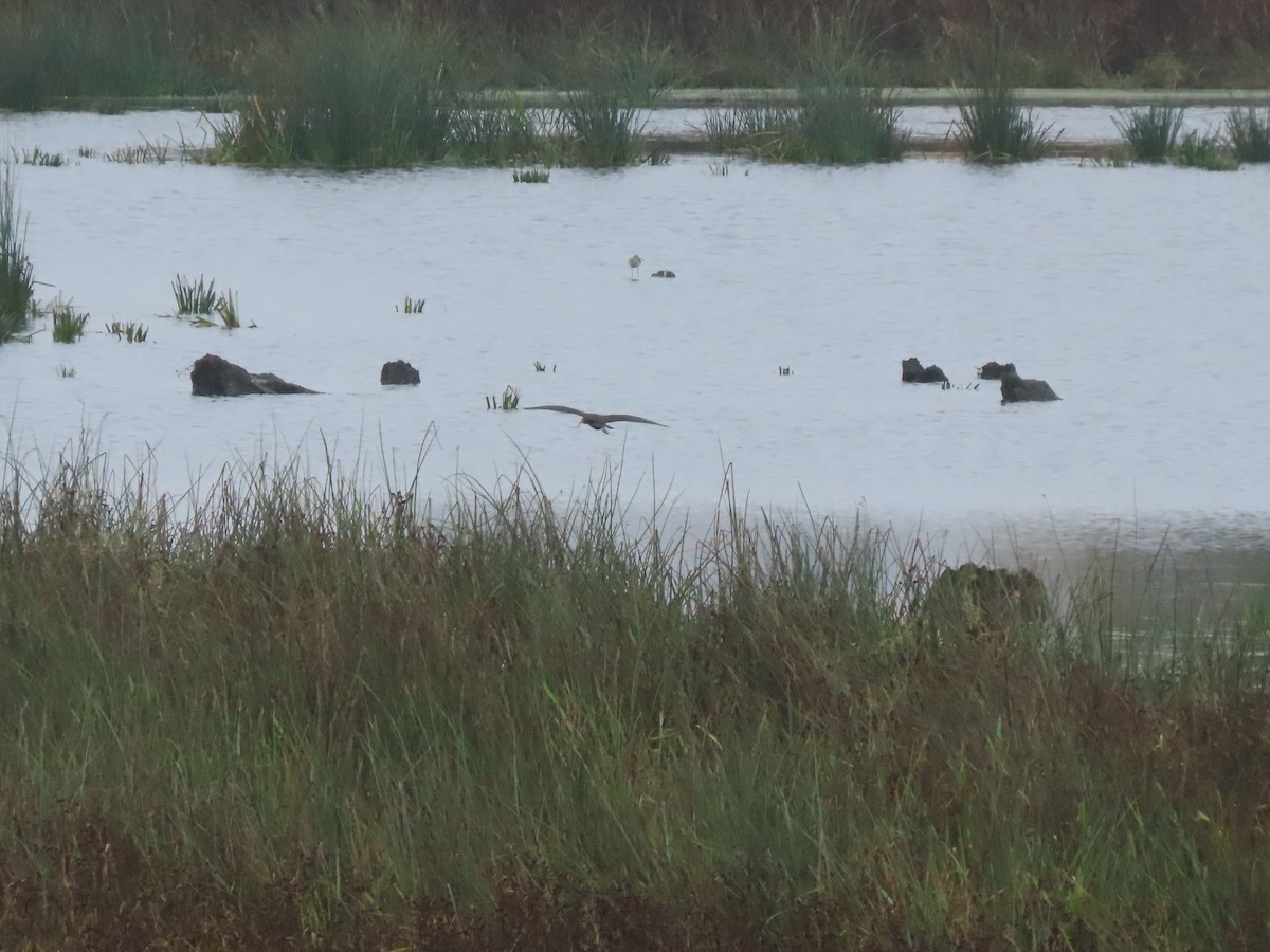 Glossy/White-faced Ibis - ML377903461