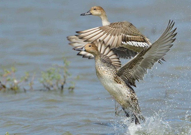 Northern Pintail - ML377904511