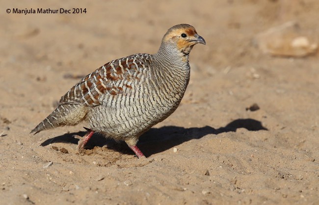 Gray Francolin - ML377905591