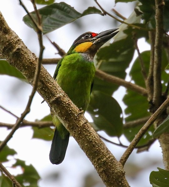 Gold-whiskered Barbet (Gold-whiskered) - ML377905961