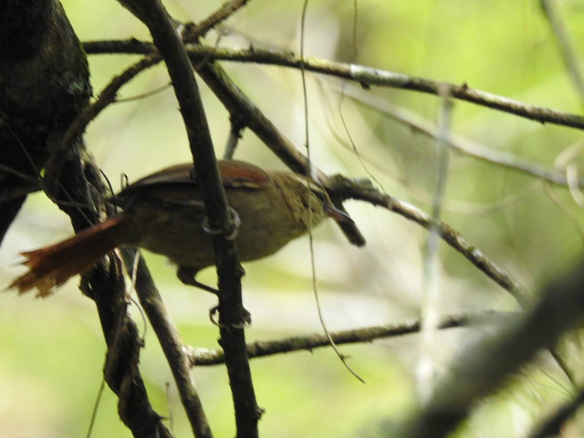 Olive Spinetail - ML377906351