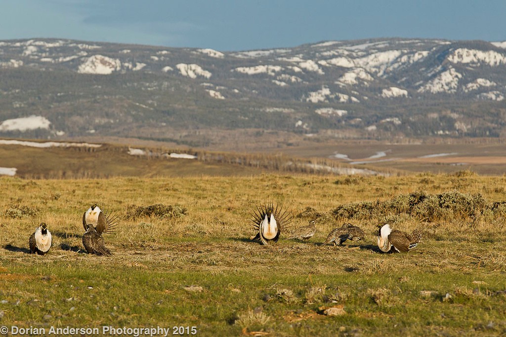 Greater Sage-Grouse - Dorian Anderson