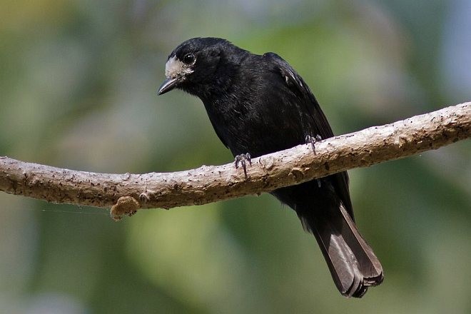 White-fronted Tit - ML377907551