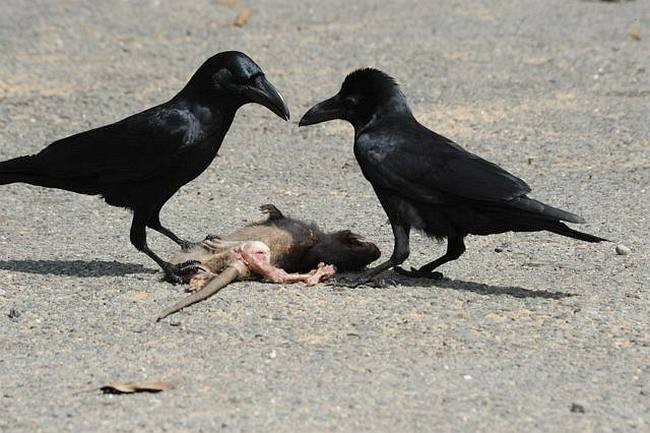 Large-billed Crow (Indian Jungle) - Simon van der Meulen