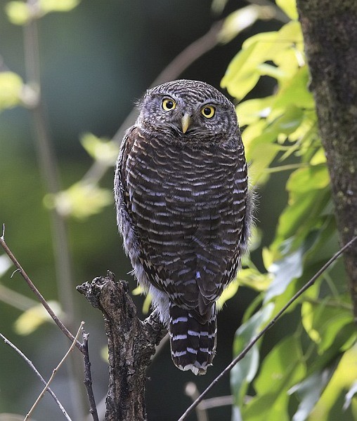 Asian Barred Owlet - ML377908071