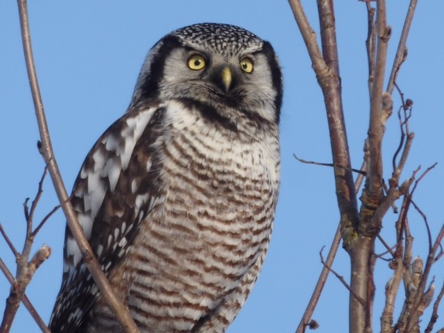 Northern Hawk Owl - Doug Woodby