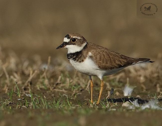 Little Ringed Plover - ML377908501