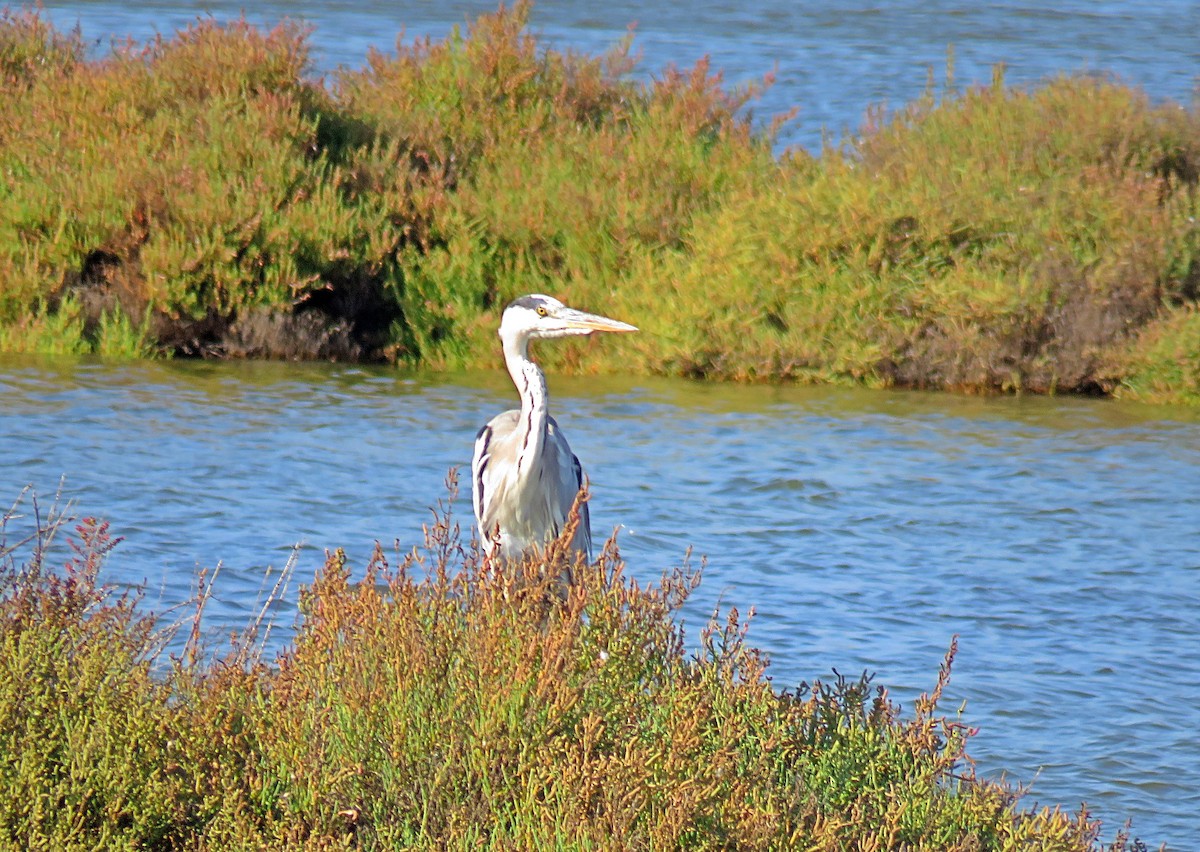 Gray Heron - ML377908861