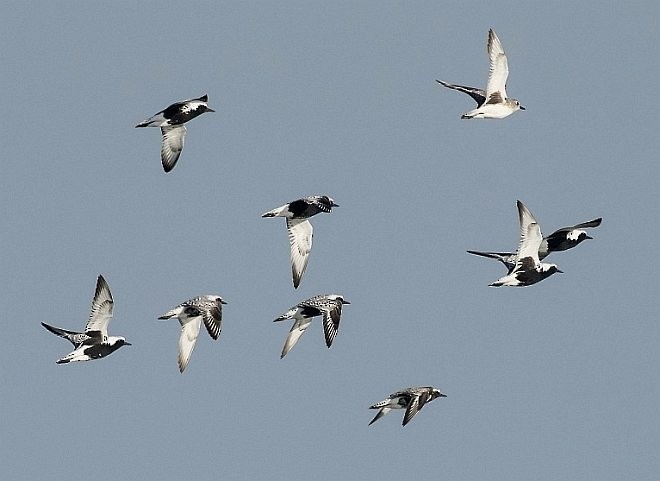 Black-bellied Plover - ML377909211