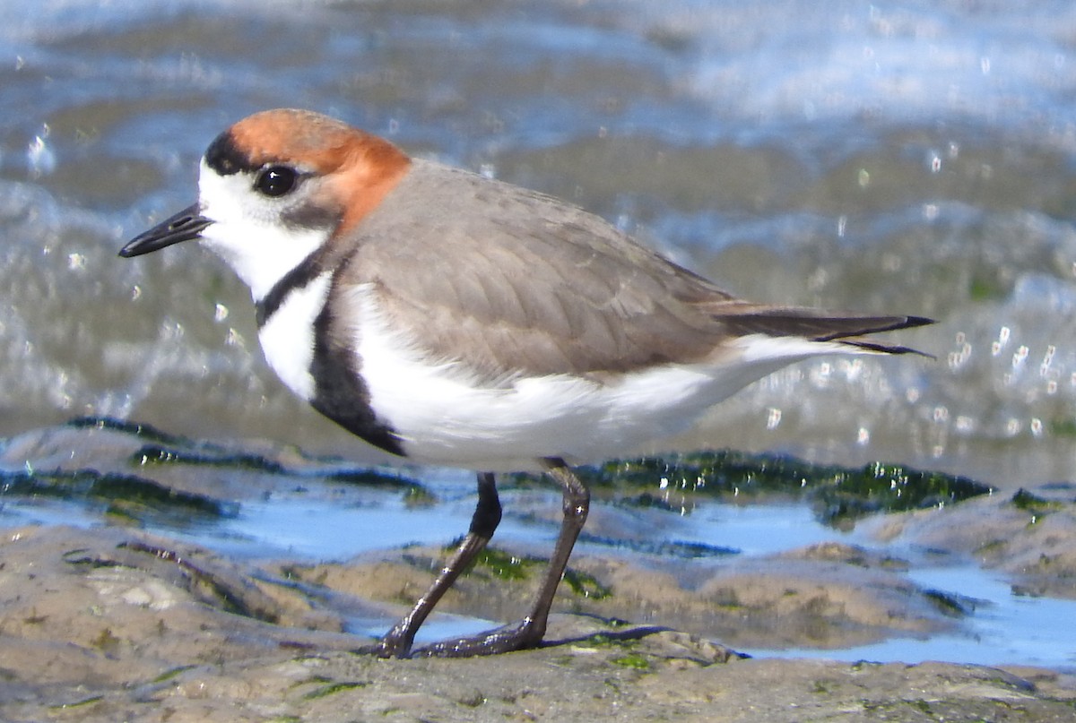 Two-banded Plover - Guillermo Rost