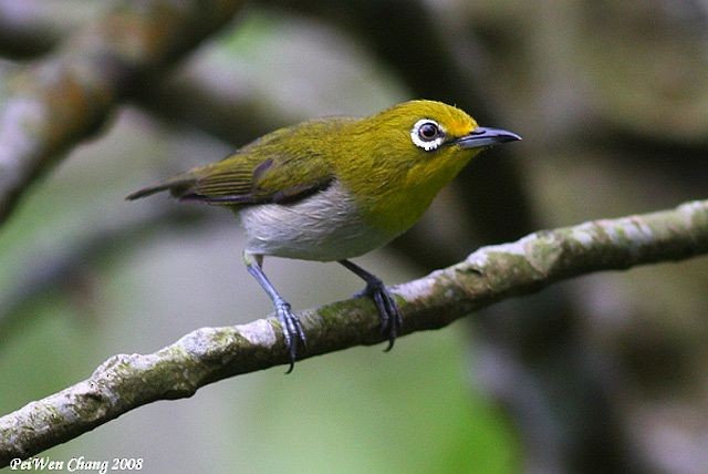 Lowland White-eye - ML377909641