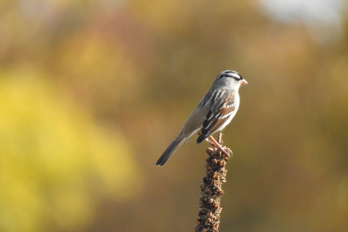 White-crowned Sparrow - ML377909731