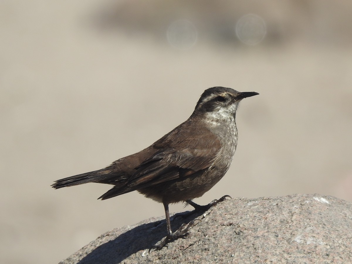 Buff-winged Cinclodes - ML377910261