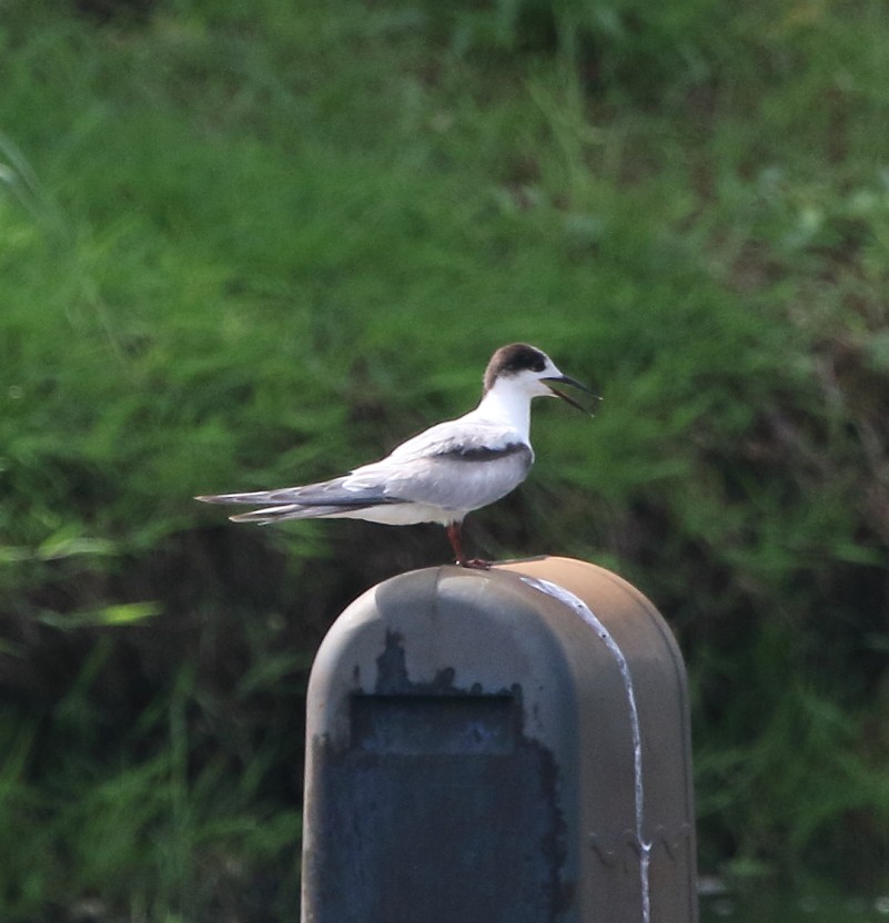 Common Tern - ML37791041