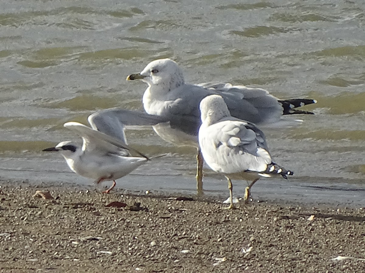 Forster's Tern - ML377910501