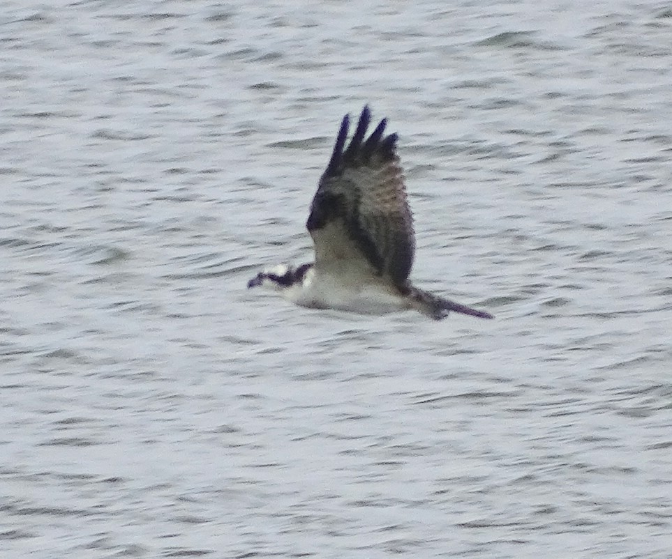 Osprey - ML377910801