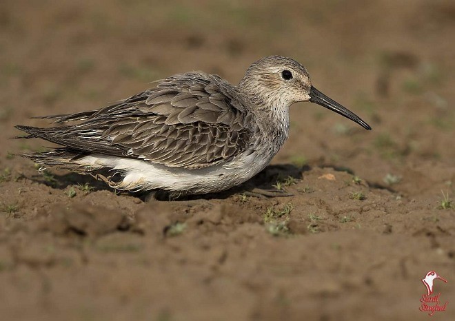 Dunlin - ML377911541