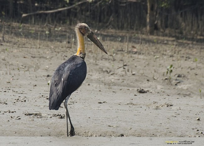 Lesser Adjutant - ML377911601