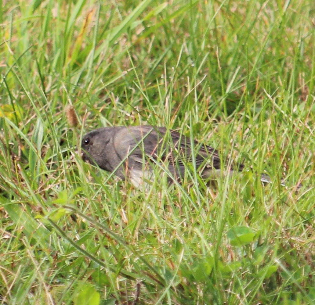 Junco Ojioscuro (hyemalis/carolinensis) - ML377911841