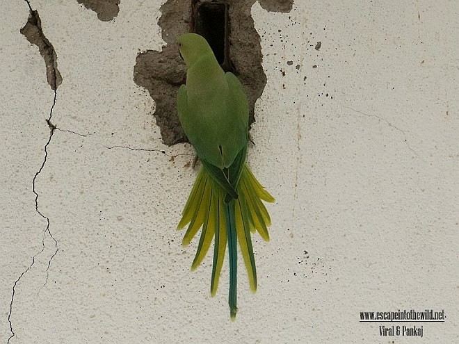 Rose-ringed Parakeet - ML377912991