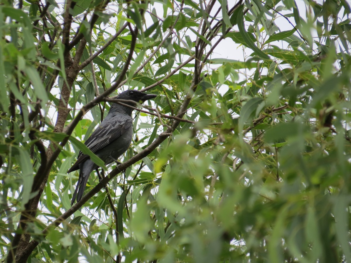 Sahul Cicadabird - ML37791411