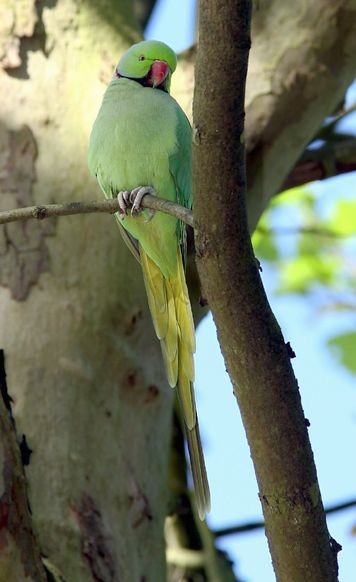 Rose-ringed Parakeet - ML377914251