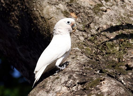 Cacatúa de las Tanimbar - ML377914271