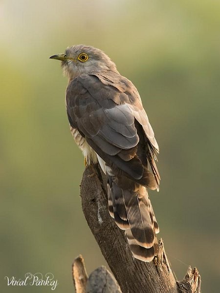 Common Hawk-Cuckoo - Pankaj Maheria