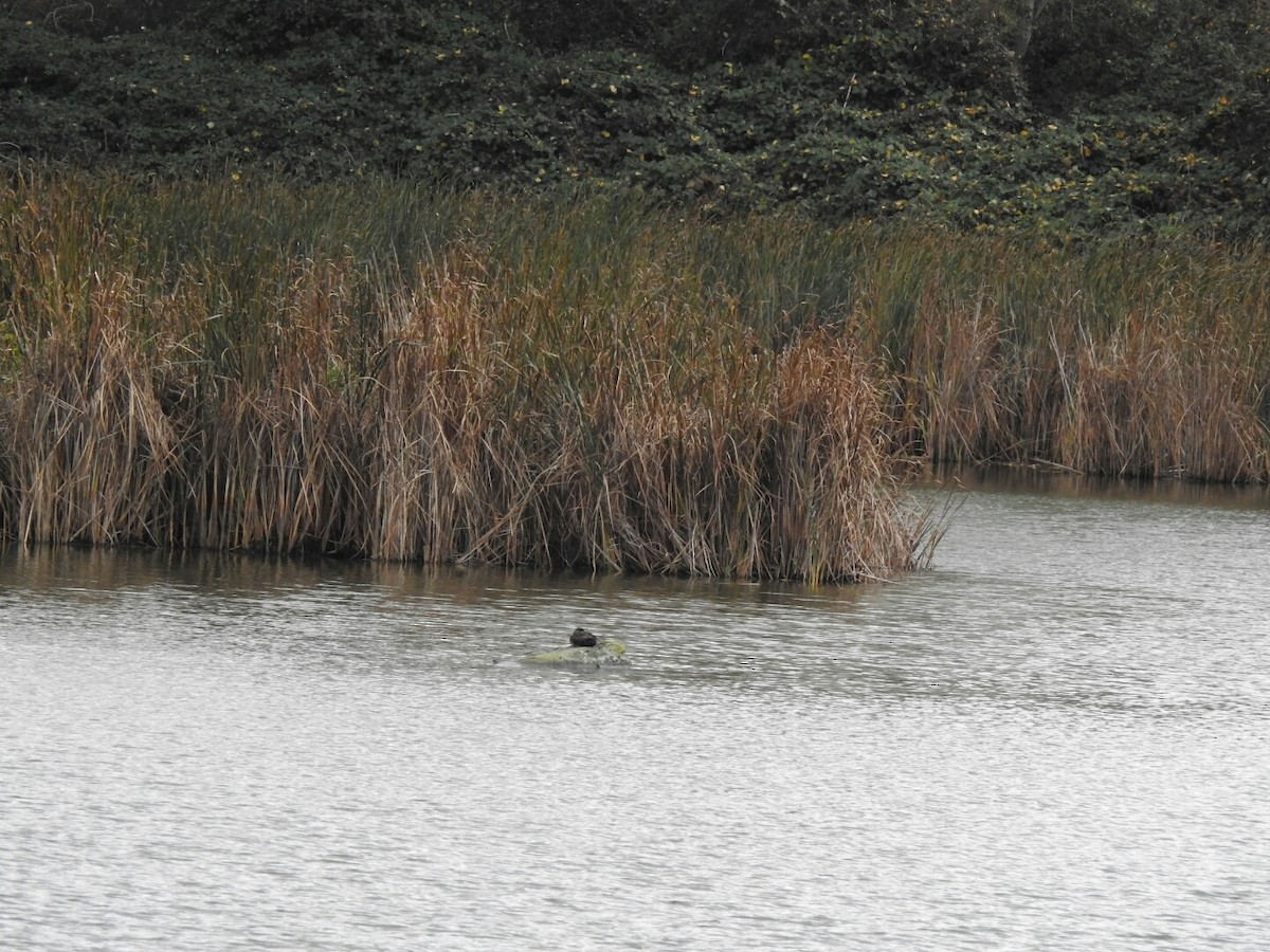 Surf Scoter - ML37791491