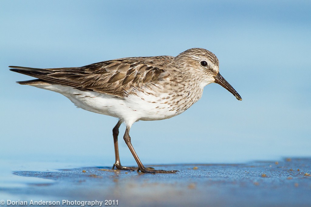 White-rumped Sandpiper - Dorian Anderson