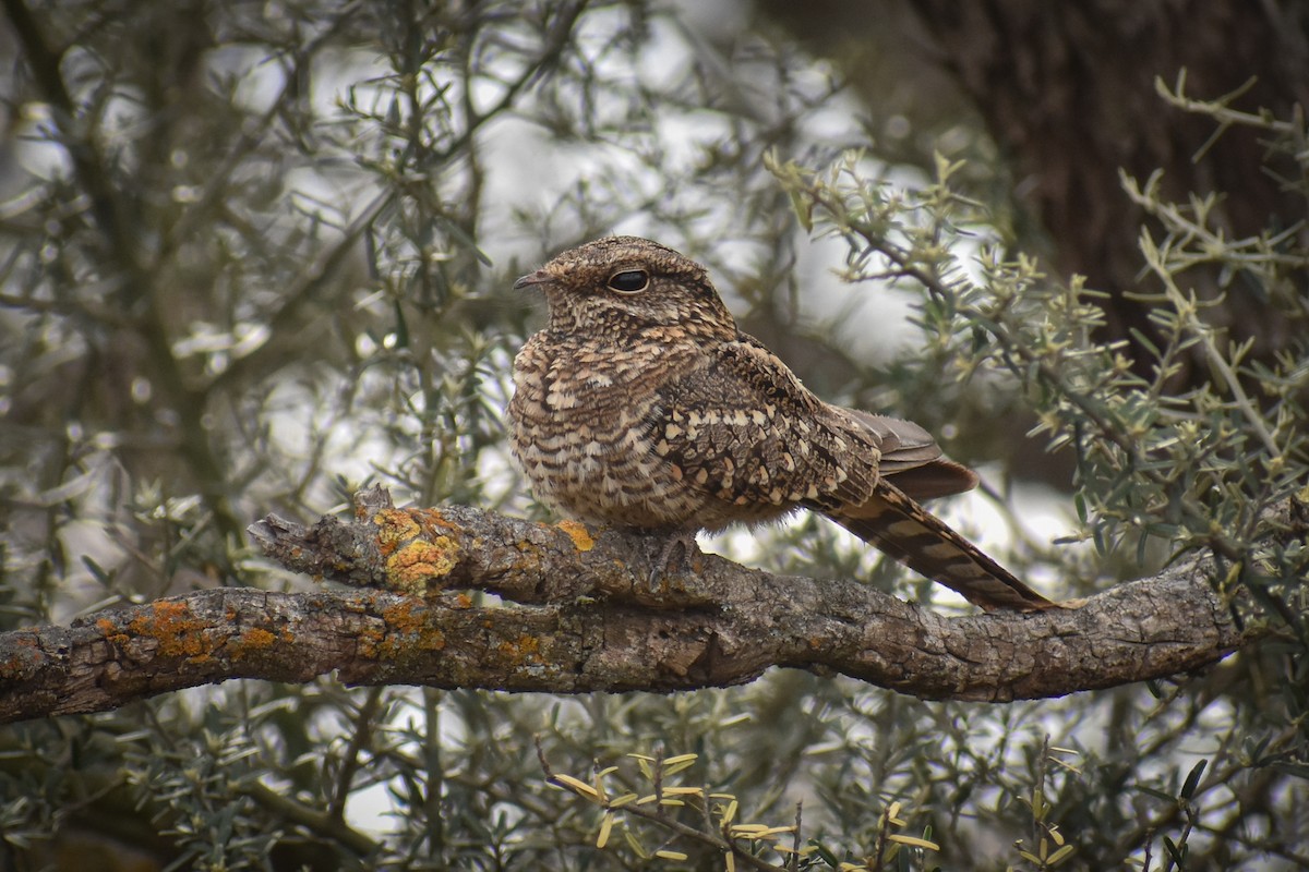 Scissor-tailed Nightjar - ML377917341