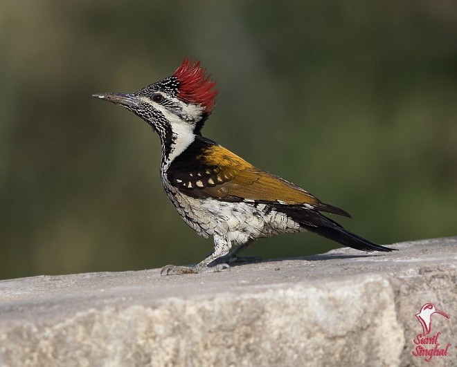 Black-rumped Flameback - ML377917801