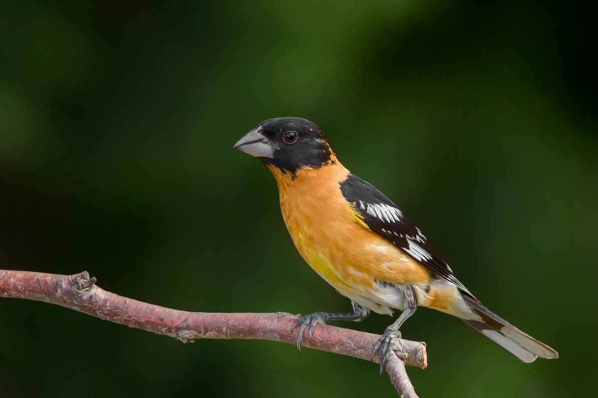 Black-headed Grosbeak - ML37791821