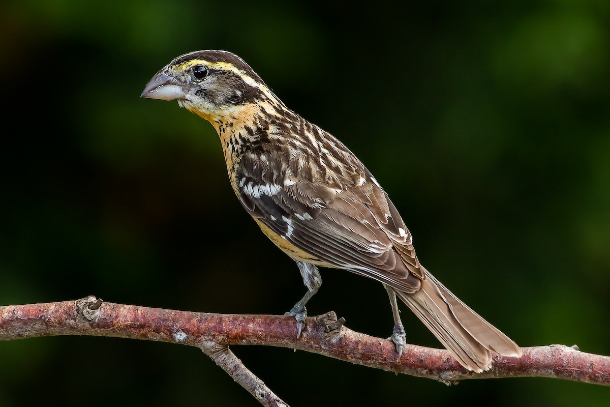 Black-headed Grosbeak - Eric Ellingson