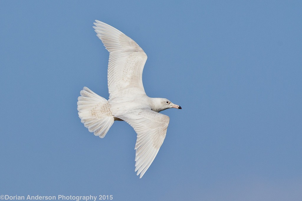 Glaucous Gull - ML37791901