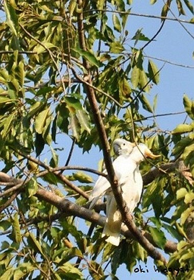 Citron-crested Cockatoo - Oki Hidayat